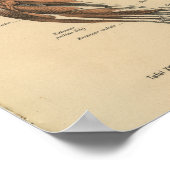 Poster Vintage 1888 Allemand Anatomie Imprimer Muscles de (Coin)