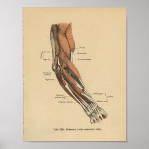 Poster Vintage 1888 Allemand Anatomie Imprimer Muscles de