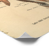 Poster Vintage 1888 Allemand Anatomie Imprimer Muscles de (Coin)