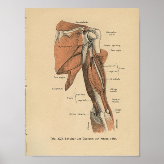 Poster Vintage 1888 Allemand Anatomie Imprimer Muscles de (Devant)