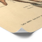 Poster Vintage 1888 Allemand Anatomie Imprimer Muscles de (Coin)