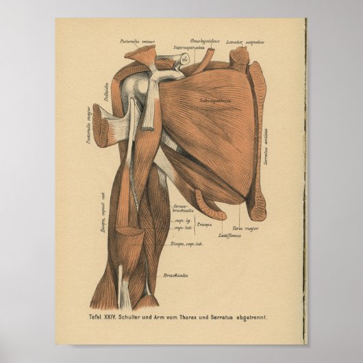 Poster Vintage 1888 Allemand Anatomie Imprimer Muscles de (Devant)
