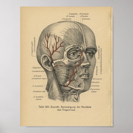 Poster Vintage 1888 Allemand Anatomie Imprimer Nerfs faci (Devant)