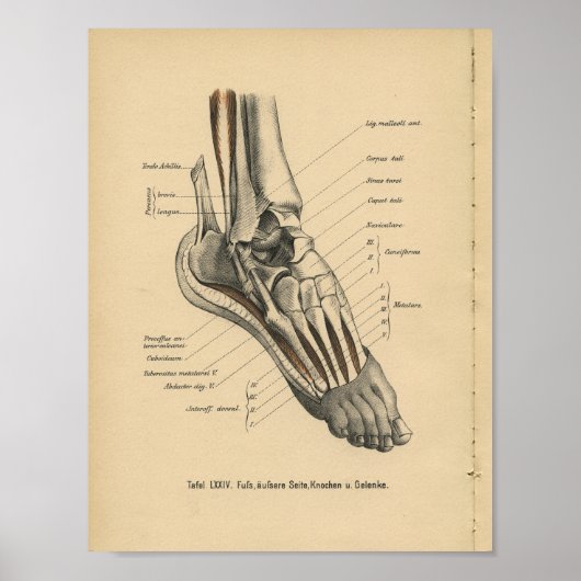 Poster Vintage 1888 Allemand Anatomie Imprimer Pied de ch (Devant)