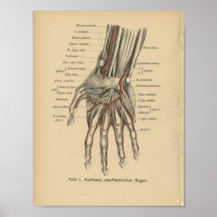 Poster Vintage 1888 Allemand Anatomie Poignée d'impressio