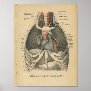 Poster Vintage 1888 Allemand Anatomie Print Heart
