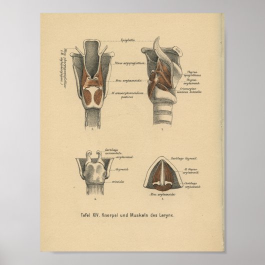 Poster Vintage 1888 Allemand Anatomie Print Larynx (Devant)