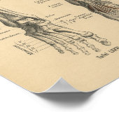 Poster Vintage 1888 Allemand Anatomy Print Leg Pied (Coin)