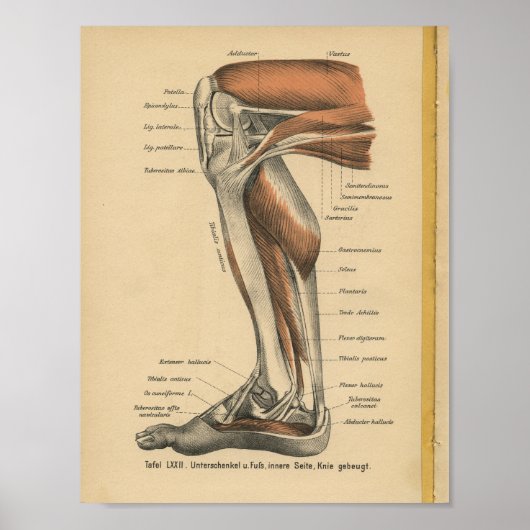 Poster Vintage 1888 Allemand Anatomy Print Leg Pied (Devant)
