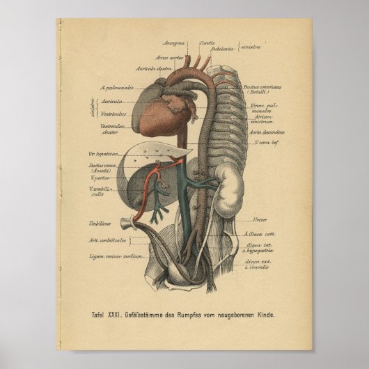 Poster Vintage 1888 Allemand Anatomy Print Organs (Devant)