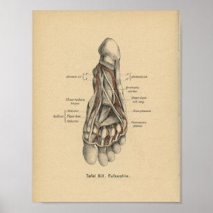 Poster Vintage 1888 Allemand Anatomy Print Pied