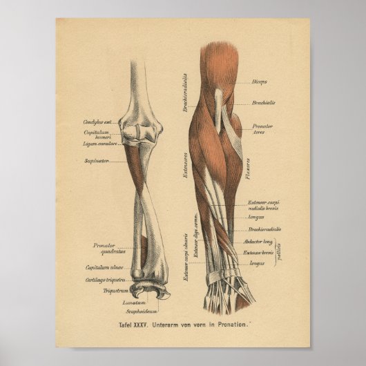 Poster Vintage 1888 Anatomie allemande avant-bras (Devant)