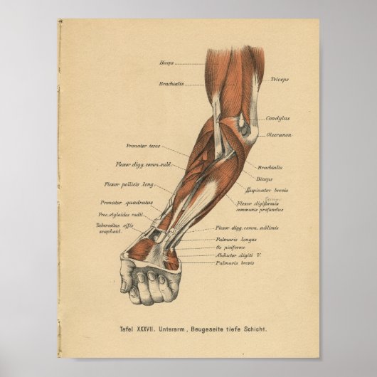 Poster Vintage 1888 Anatomie allemande avant-bras (Devant)