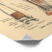 Poster Vintage 1888 Anatomie allemande avant-bras (Coin)