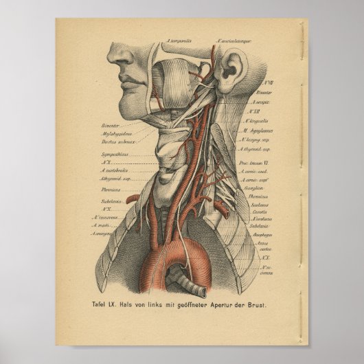 Poster Vintage 1888 Anatomie allemande Imprimer Arc ortiq (Devant)