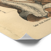 Poster Vintage 1888 Anatomie allemande Imprimer les muscl (Coin)