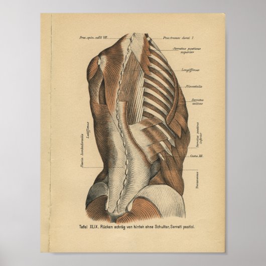 Poster Vintage 1888 Anatomie allemande Imprimer les muscl (Devant)