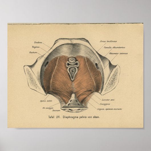 Poster Vintage 1888 Anatomie allemande Imprimer Muscles p (Devant)
