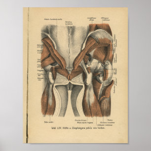Poster Vintage 1888 Anatomie allemande Imprimer Muscles p