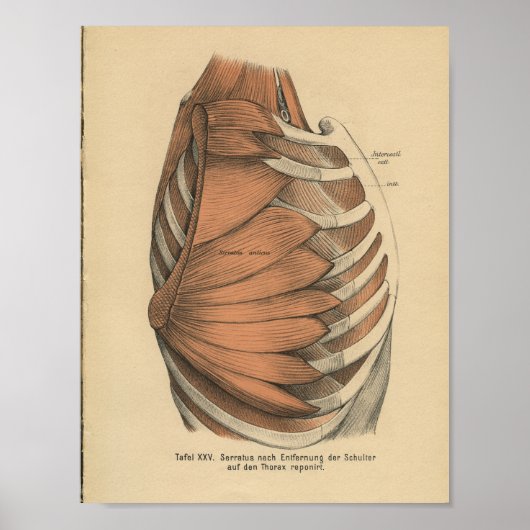 Poster Vintage 1888 Anatomie allemande Imprimer Muscles T (Devant)