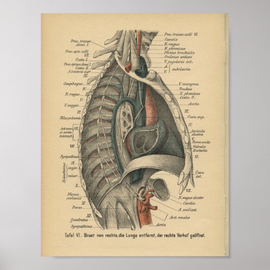 Poster Vintage 1888 Anatomie allemande Imprimer Thoracic (Devant)