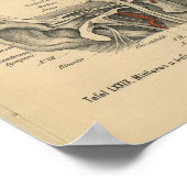 Poster Vintage 1888 German Anatomy Print Ear (Coin)