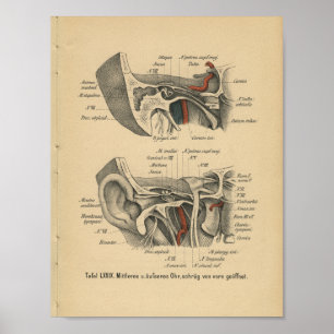 Poster Vintage 1888 German Anatomy Print Ear