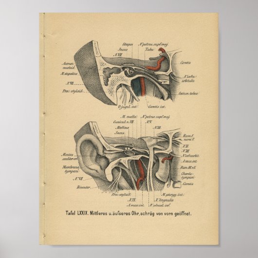 Poster Vintage 1888 German Anatomy Print Ear (Devant)
