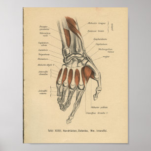 Poster Vintage 1888 German Anatomy Print Hand Wrist