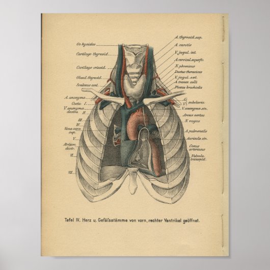 Poster Vintage 1888 German Anatomy Print Heart (Devant)