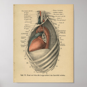 Poster Vintage 1888 German Anatomy Print Heart