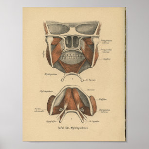 Poster Vintage 1888 German Anatomy Print Jaw