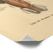 Poster Vintage 1888 German Anatomy Print Pharynx (Coin)