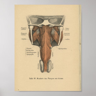 Poster Vintage 1888 German Anatomy Print Pharynx