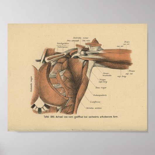 Poster Vintage 1888 German Anatomy Print Shoulder Muscles (Devant)