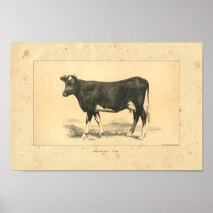 Poster Vintage 1888 Guernsey Cow Print