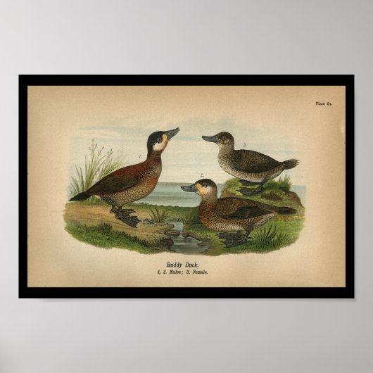 Poster Vintage 1890 Bird Print Ruddy Duck (Devant)