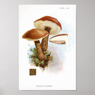 Poster Vintage 1895 Champignons Art Casquette Brown Impri
