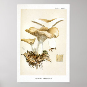 Poster Vintage 1895 Champignons Brown Art blanc Imprimer