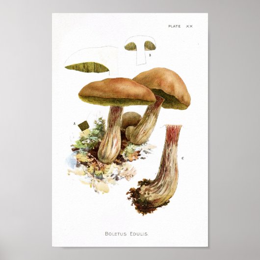 Poster Vintage 1895 Champignons Brown Green Art Imprimer (Devant)
