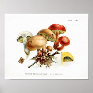 Poster Vintage 1895 Champignons Jaune Rouge Art Imprimer
