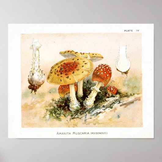 Poster Vintage 1895 Champignons Rouge Jaune Art Imprimer (Devant)