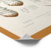 Poster Vintage 1899 Champignons Art Casquette Brown Impri (Coin)