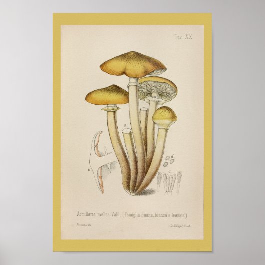 Poster Vintage 1899 Champignons Art Jaune Brown Imprimer (Devant)