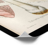 Poster Vintage 1899 Champignons Art rose blanc Imprimer (Coin)