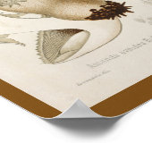 Poster Vintage 1899 Champignons Blanc Casquette Art Impri (Coin)