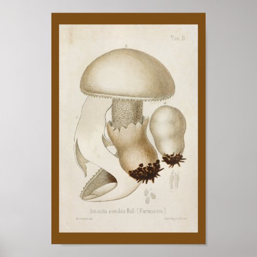 Poster Vintage 1899 Champignons Blanc Casquette Art Impri (Devant)