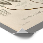 Poster Vintage 1899 Champignons Blanc Casquette Art Impri (Coin)