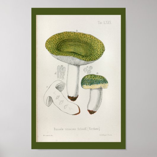 Poster Vintage 1899 Champignons Green Casquette Art Impri (Devant)
