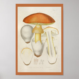 Poster Vintage 1899 Champignons Orange Jaune Art Imprimer